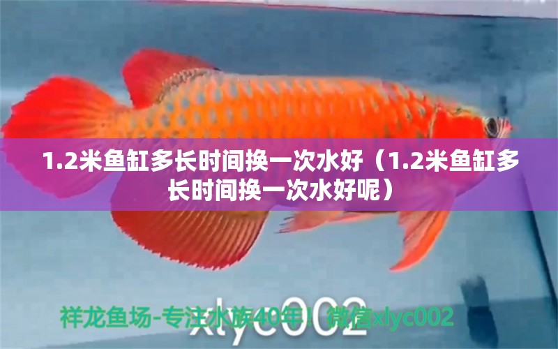 1.2米魚缸多長時間換一次水好（1.2米魚缸多長時間換一次水好呢） 魚缸百科