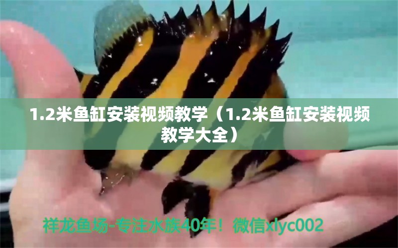 1.2米魚缸安裝視頻教學(xué)（1.2米魚缸安裝視頻教學(xué)大全）