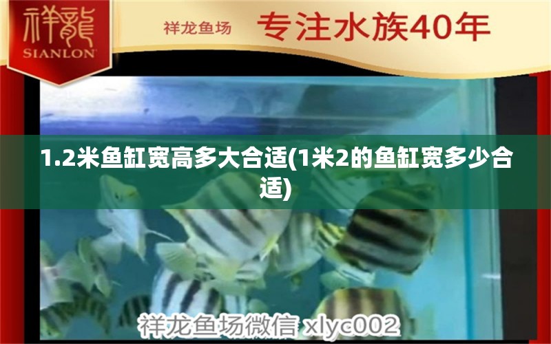 1.2米魚缸寬高多大合適(1米2的魚缸寬多少合適) 魚缸凈水劑