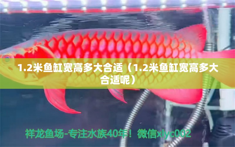 1.2米魚缸寬高多大合適（1.2米魚缸寬高多大合適呢） 魚缸百科