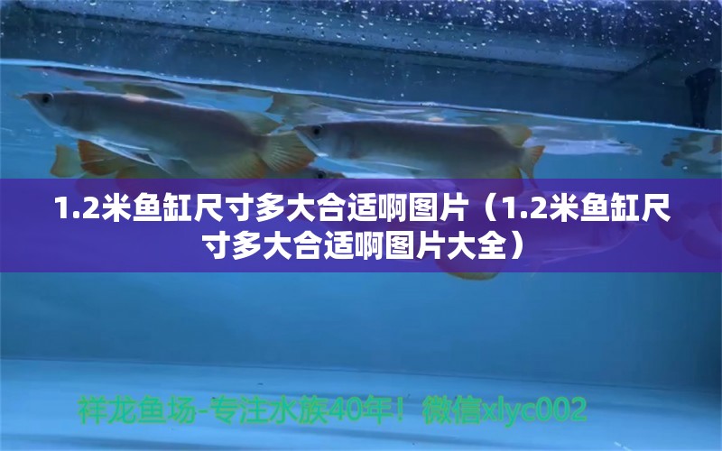 1.2米魚(yú)缸尺寸多大合適啊圖片（1.2米魚(yú)缸尺寸多大合適啊圖片大全） 其他品牌魚(yú)缸