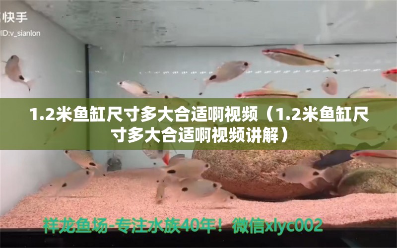 1.2米魚(yú)缸尺寸多大合適啊視頻（1.2米魚(yú)缸尺寸多大合適啊視頻講解） 其他品牌魚(yú)缸