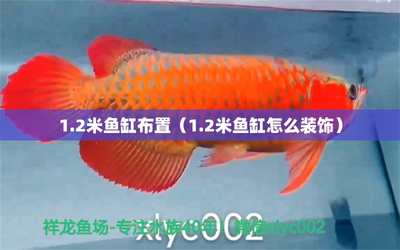 1.2米魚(yú)缸布置（1.2米魚(yú)缸怎么裝飾） 其他品牌魚(yú)缸