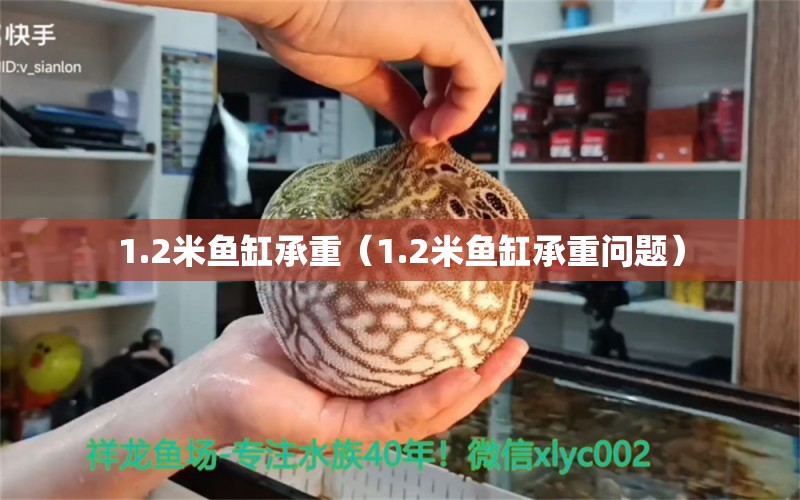 1.2米魚缸承重（1.2米魚缸承重問題） 魚缸百科