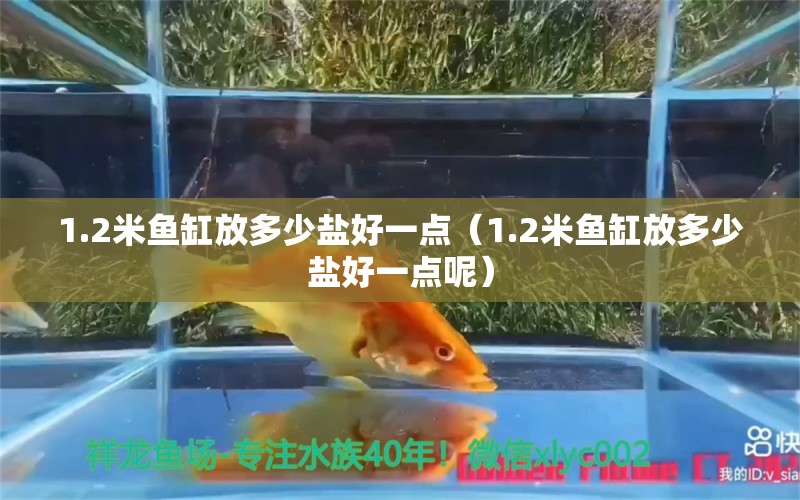 1.2米魚缸放多少鹽好一點(diǎn)（1.2米魚缸放多少鹽好一點(diǎn)呢）