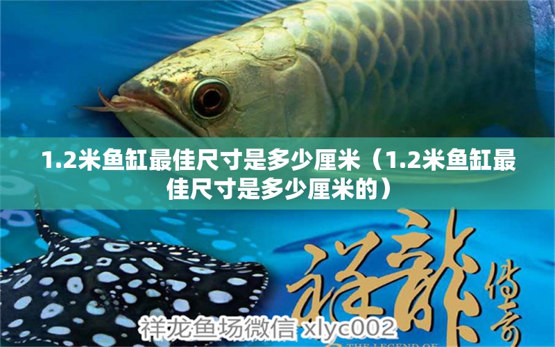 1.2米魚缸最佳尺寸是多少厘米（1.2米魚缸最佳尺寸是多少厘米的）