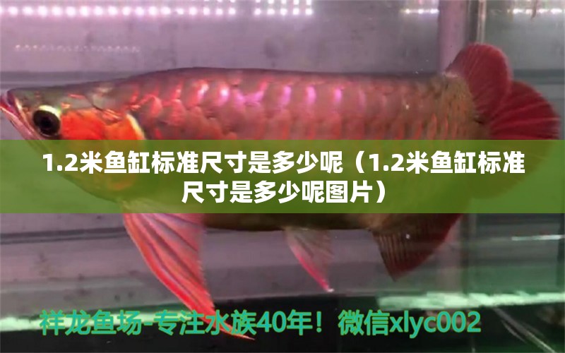 1.2米魚缸標(biāo)準(zhǔn)尺寸是多少呢（1.2米魚缸標(biāo)準(zhǔn)尺寸是多少呢圖片）