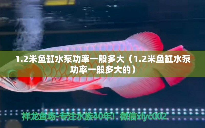 1.2米魚(yú)缸水泵功率一般多大（1.2米魚(yú)缸水泵功率一般多大的）