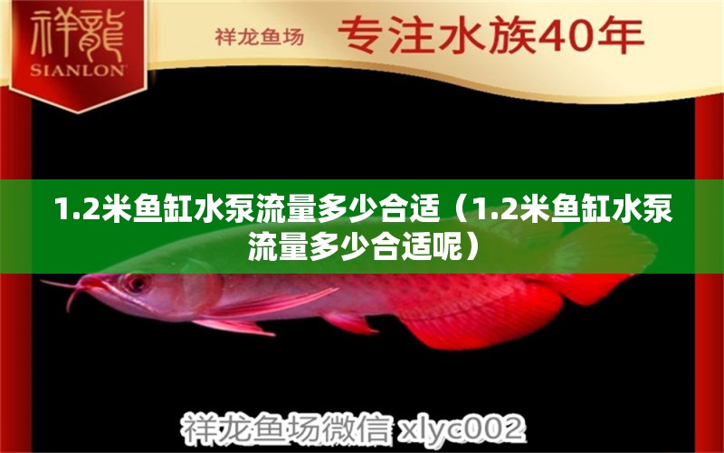 1.2米魚缸水泵流量多少合適（1.2米魚缸水泵流量多少合適呢） 魚缸水泵