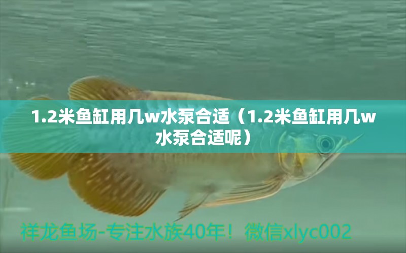 1.2米魚(yú)缸用幾w水泵合適（1.2米魚(yú)缸用幾w水泵合適呢）