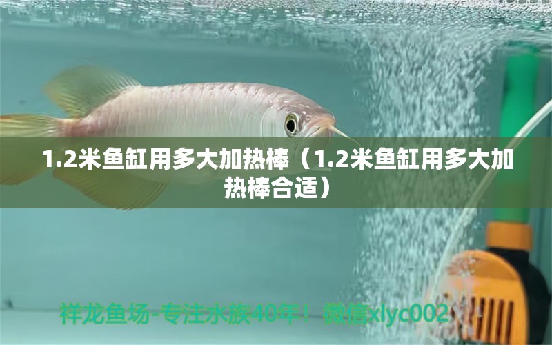 1.2米魚缸用多大加熱棒（1.2米魚缸用多大加熱棒合適） 其他品牌魚缸