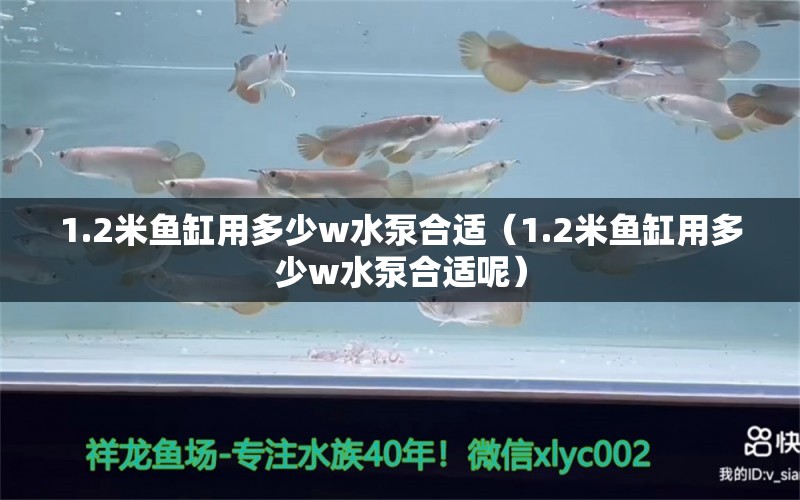 1.2米魚(yú)缸用多少w水泵合適（1.2米魚(yú)缸用多少w水泵合適呢）