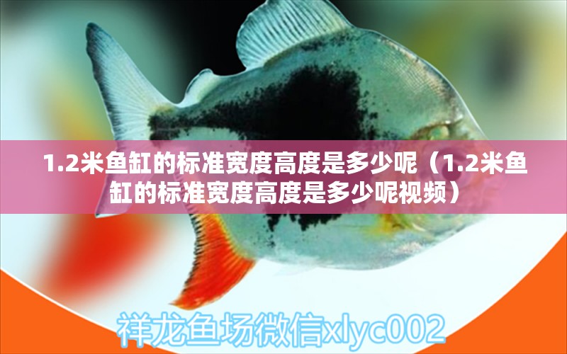 1.2米魚缸的標(biāo)準(zhǔn)寬度高度是多少呢（1.2米魚缸的標(biāo)準(zhǔn)寬度高度是多少呢視頻）