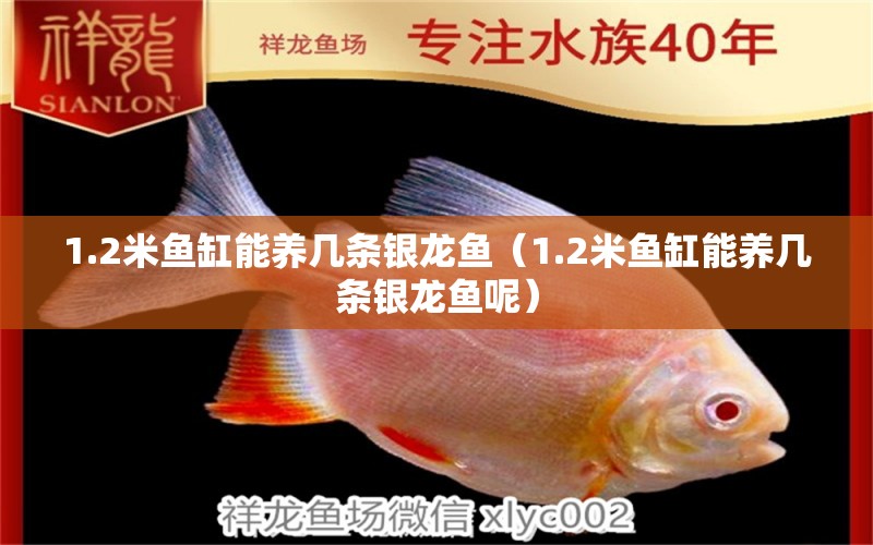 1.2米魚缸能養(yǎng)幾條銀龍魚（1.2米魚缸能養(yǎng)幾條銀龍魚呢）