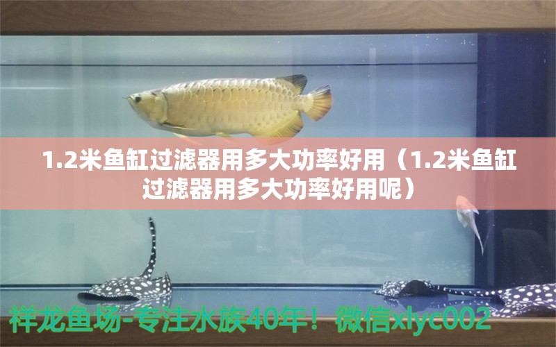 1.2米魚缸過濾器用多大功率好用（1.2米魚缸過濾器用多大功率好用呢） 魚缸百科