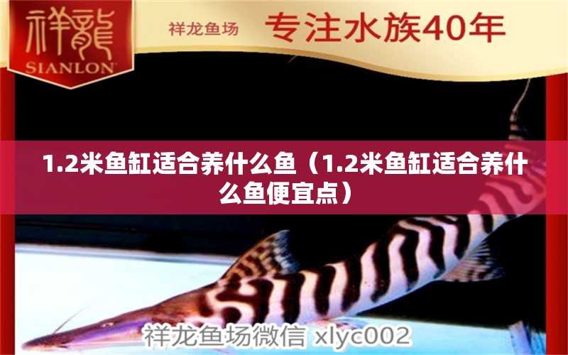 1.2米魚缸適合養(yǎng)什么魚（1.2米魚缸適合養(yǎng)什么魚便宜點）