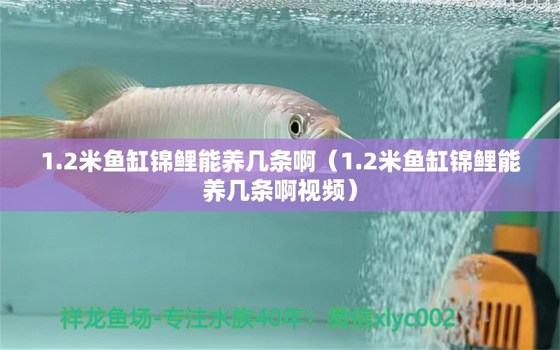 1.2米魚缸錦鯉能養(yǎng)幾條啊（1.2米魚缸錦鯉能養(yǎng)幾條啊視頻） 魚缸百科