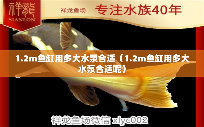 1.2m魚(yú)缸用多大水泵合適（1.2m魚(yú)缸用多大水泵合適呢）