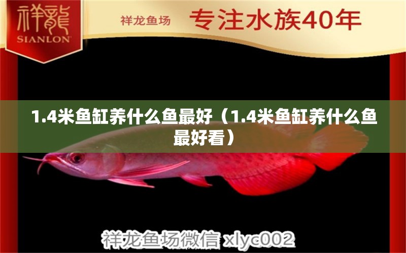 1.4米魚(yú)缸養(yǎng)什么魚(yú)最好（1.4米魚(yú)缸養(yǎng)什么魚(yú)最好看）