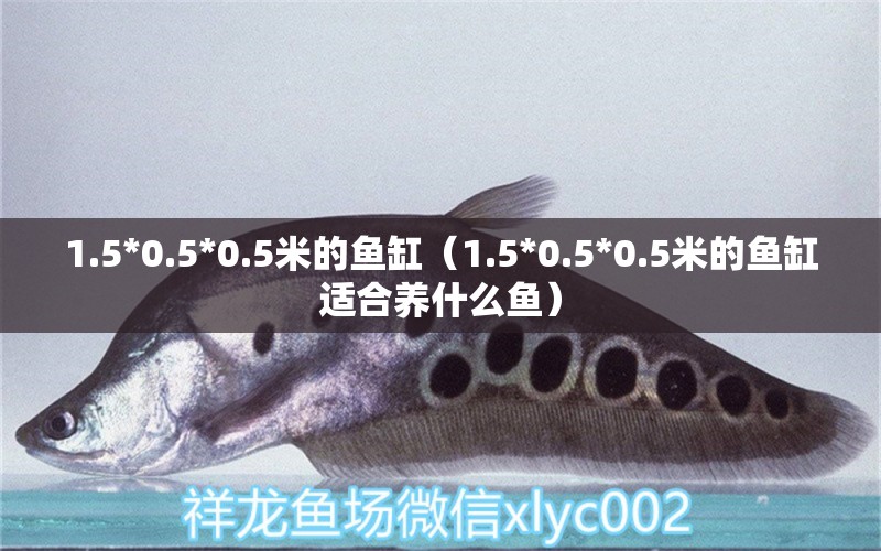 1.5*0.5*0.5米的魚缸（1.5*0.5*0.5米的魚缸適合養(yǎng)什么魚） 魚缸百科