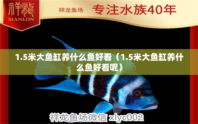 1.5米大魚缸養(yǎng)什么魚好看（1.5米大魚缸養(yǎng)什么魚好看呢）