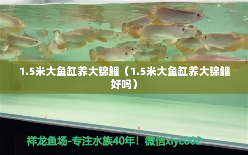 1.5米大魚缸養(yǎng)大錦鯉（1.5米大魚缸養(yǎng)大錦鯉好嗎） 其他品牌魚缸