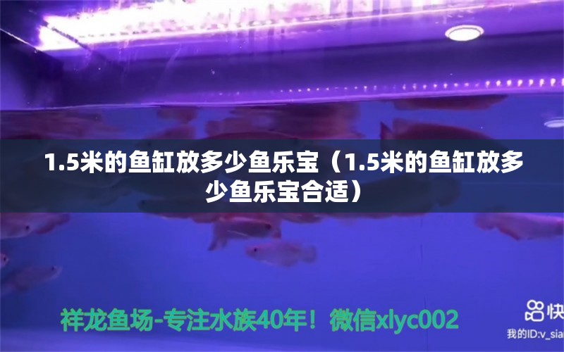 1.5米的魚缸放多少魚樂寶（1.5米的魚缸放多少魚樂寶合適） 魚缸百科