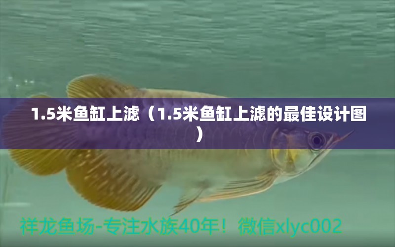 1.5米魚缸上濾（1.5米魚缸上濾的最佳設計圖） 魚缸百科