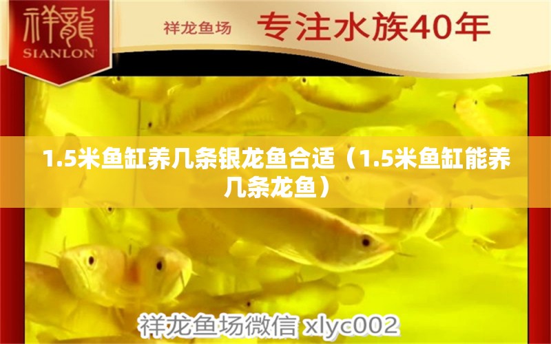 1.5米魚缸養(yǎng)幾條銀龍魚合適（1.5米魚缸能養(yǎng)幾條龍魚）