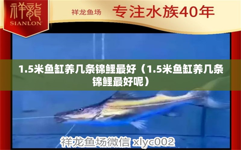 1.5米魚缸養(yǎng)幾條錦鯉最好（1.5米魚缸養(yǎng)幾條錦鯉最好呢） 量子養(yǎng)魚技術(shù)