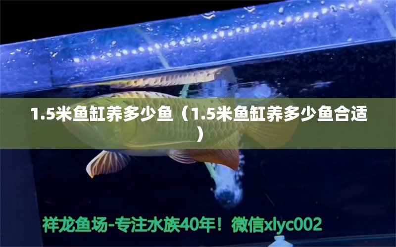 1.5米魚缸養(yǎng)多少魚（1.5米魚缸養(yǎng)多少魚合適）