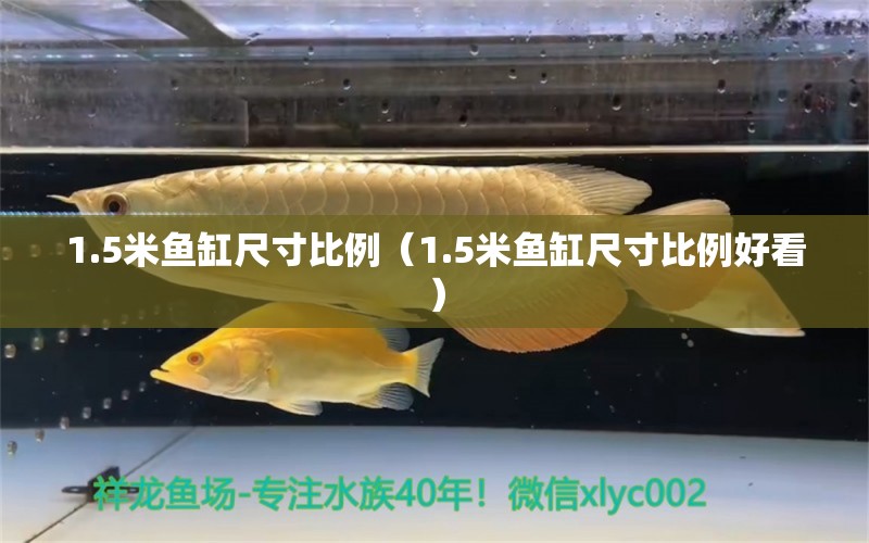 1.5米魚缸尺寸比例（1.5米魚缸尺寸比例好看） 其他品牌魚缸