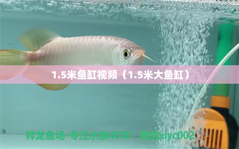 1.5米魚缸視頻（1.5米大魚缸）