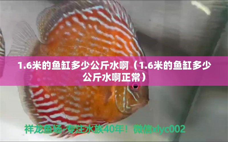 1.6米的魚缸多少公斤水?。?.6米的魚缸多少公斤水啊正常） 魚缸百科