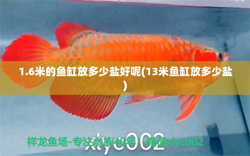 1.6米的魚缸放多少鹽好呢(13米魚缸放多少鹽) 蝴蝶鯉