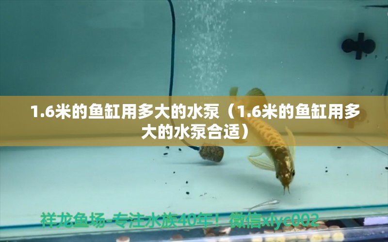 1.6米的魚缸用多大的水泵（1.6米的魚缸用多大的水泵合適）