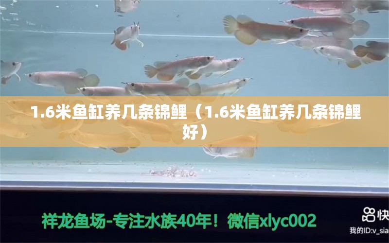 1.6米魚缸養(yǎng)幾條錦鯉（1.6米魚缸養(yǎng)幾條錦鯉好） 其他品牌魚缸