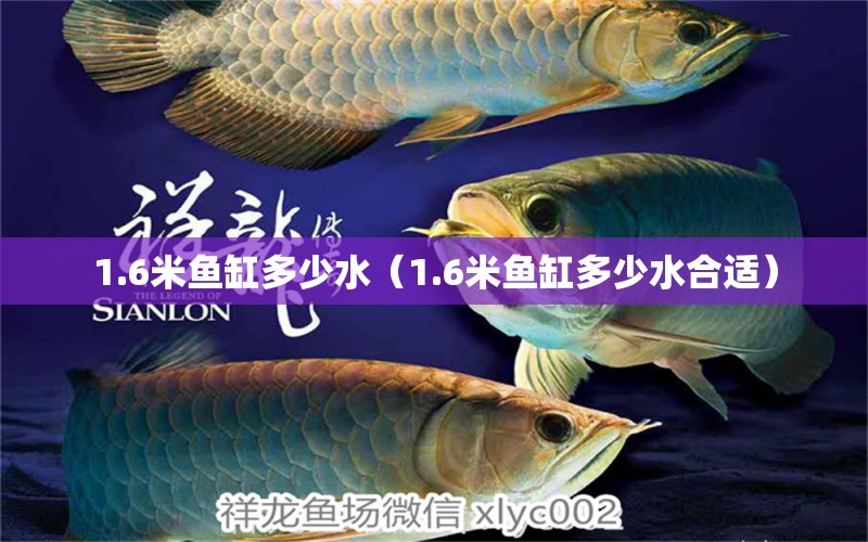 1.6米魚缸多少水（1.6米魚缸多少水合適）