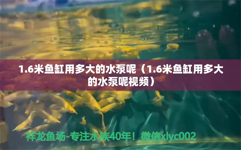 1.6米魚(yú)缸用多大的水泵呢（1.6米魚(yú)缸用多大的水泵呢視頻）