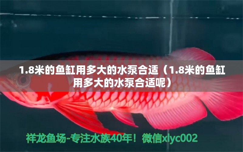 1.8米的魚缸用多大的水泵合適（1.8米的魚缸用多大的水泵合適呢）