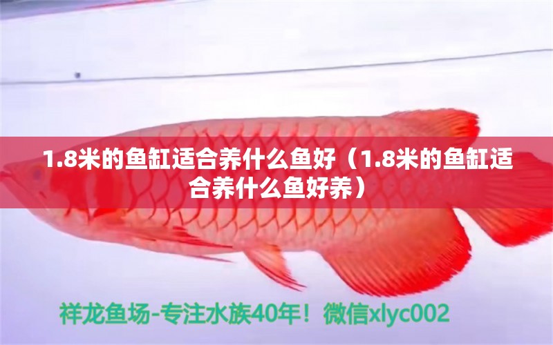 1.8米的魚缸適合養(yǎng)什么魚好（1.8米的魚缸適合養(yǎng)什么魚好養(yǎng)） 魚缸百科