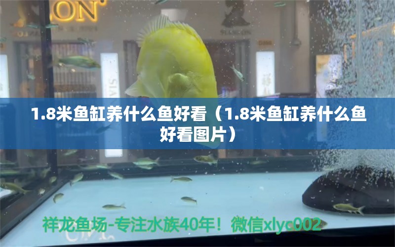 1.8米魚缸養(yǎng)什么魚好看（1.8米魚缸養(yǎng)什么魚好看圖片） 魚缸百科