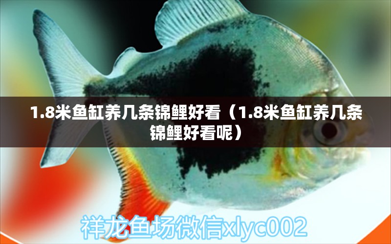 1.8米魚(yú)缸養(yǎng)幾條錦鯉好看（1.8米魚(yú)缸養(yǎng)幾條錦鯉好看呢） 翡翠鳳凰魚(yú)