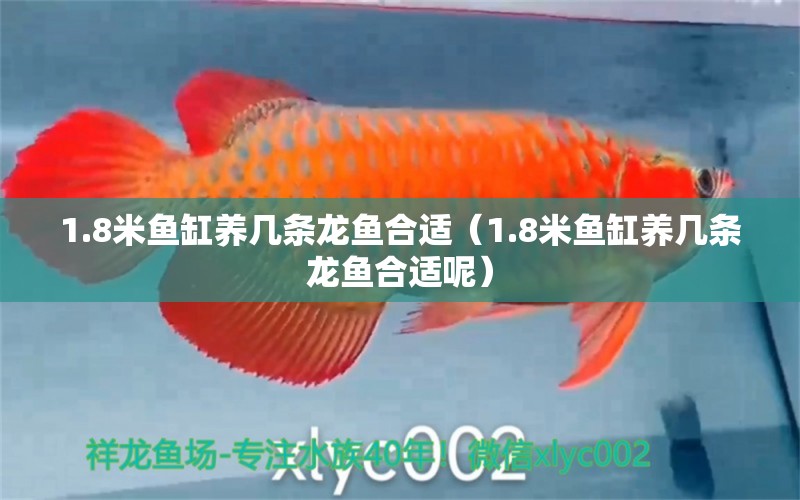 1.8米魚缸養(yǎng)幾條龍魚合適（1.8米魚缸養(yǎng)幾條龍魚合適呢） 魚缸百科