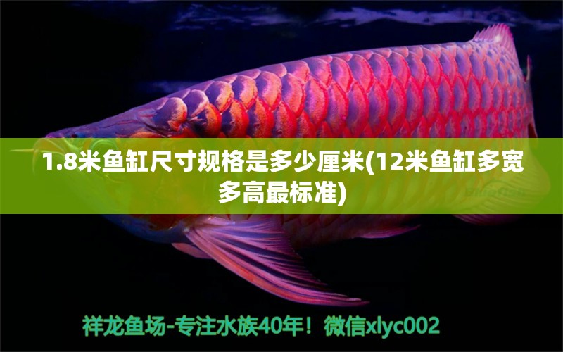 1.8米魚(yú)缸尺寸規(guī)格是多少厘米(12米魚(yú)缸多寬多高最標(biāo)準(zhǔn)) 金頭過(guò)背金龍魚(yú)