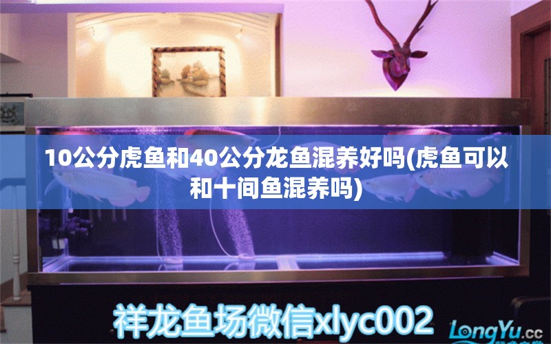 10公分虎魚和40公分龍魚混養(yǎng)好嗎(虎魚可以和十間魚混養(yǎng)嗎) 虎魚百科