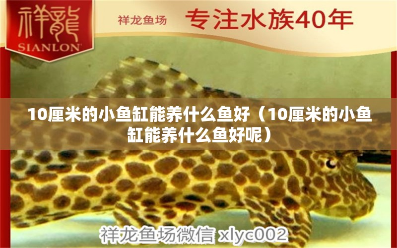 10厘米的小魚缸能養(yǎng)什么魚好（10厘米的小魚缸能養(yǎng)什么魚好呢） 魚缸百科