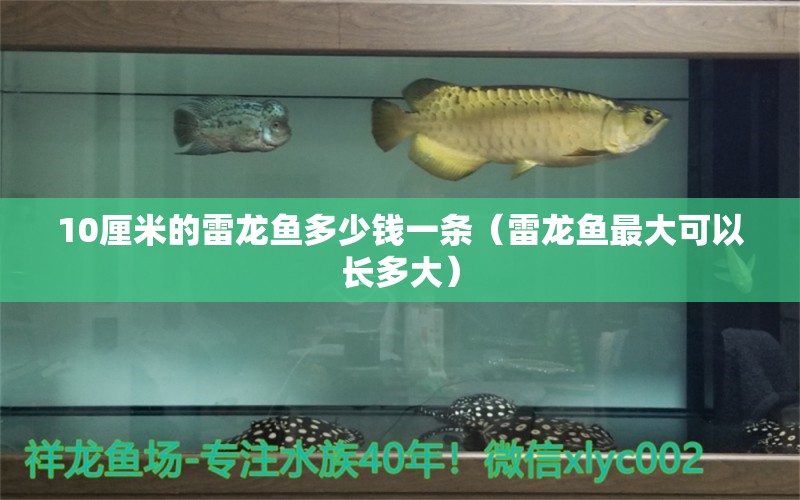 10厘米的雷龍魚多少錢一條（雷龍魚最大可以長多大） 觀賞魚市場（混養(yǎng)魚）