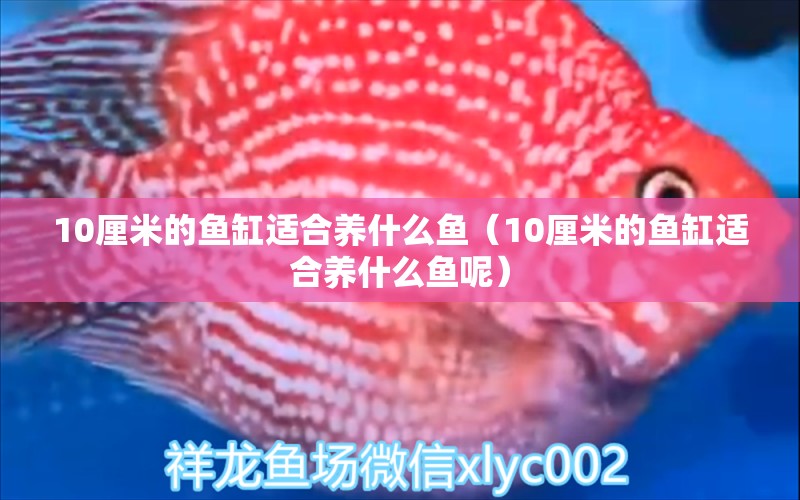 10厘米的魚缸適合養(yǎng)什么魚（10厘米的魚缸適合養(yǎng)什么魚呢） 魚缸百科