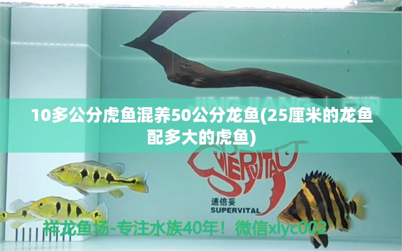 10多公分虎魚混養(yǎng)50公分龍魚(25厘米的龍魚配多大的虎魚)